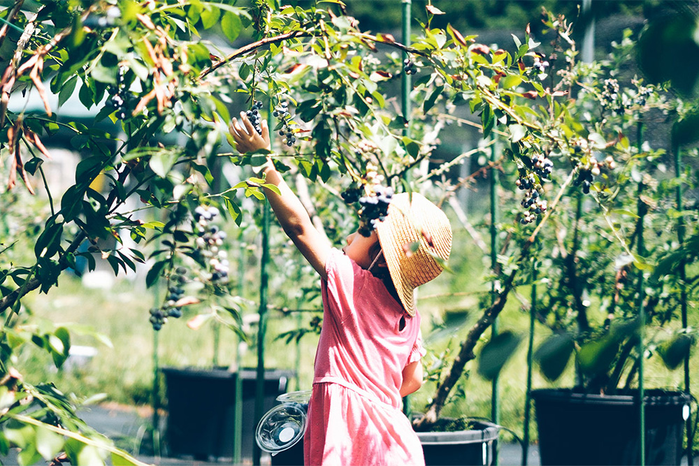 新品タグ付✨ブルーベリーファーム　ウール　ニット　blueberryfarm blueberryfarm 新品未使用‼️ウール 花柄ニットブルーベリーファーム