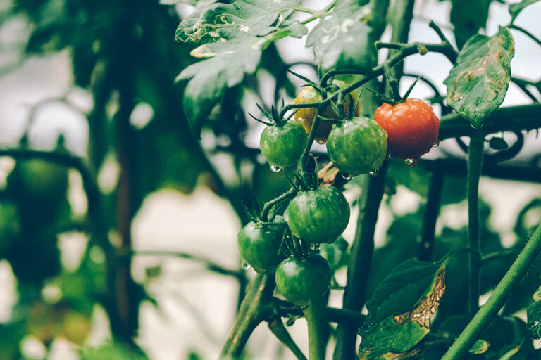 ブルーベリーチーズピザの思い出／SACHIKOエッセイ アオニサイファームブルーベリー観光農園